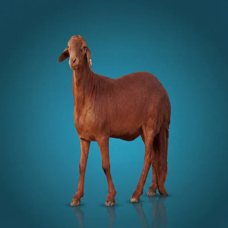 سواكني مرابي